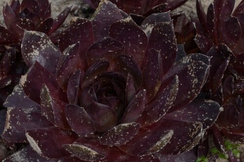 Sempervivum ‘Peggy’ (hens & chicks) Sempervivum ‘Peggy’ (hens & chicks)