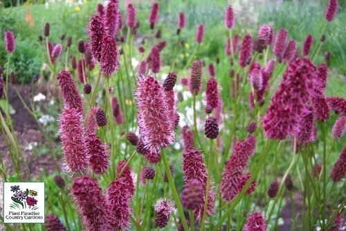 Sanguisorba menziesii (alaskan burnet/bottlebrush) Sanguisorba menziesii (alaskan burnet/bottlebrush)