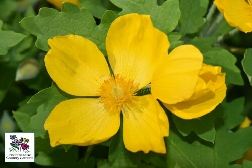 Stylophorum diphyllum (wood poppy) Stylophorum diphyllum (wood poppy)