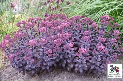 Sedum ‘Desert Black’ (autumn stonecrop) Sedum ‘Desert Black’ (autumn stonecrop)