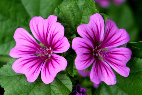 Malva sylvestris mauritiana (mallow) Malva sylvestris mauritiana (mallow)