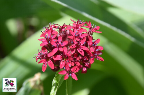 Silene asterias Silene asterias