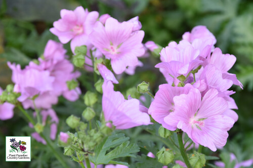 Malva moschata 'Rosea' (musk mallow) Malva moschata 'Rosea' (musk mallow)
