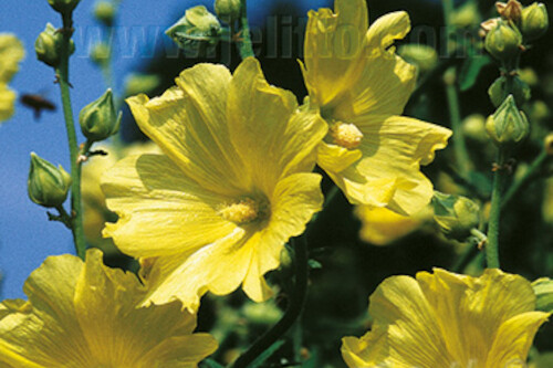 Alcea rugosa (Russian hollyhock) (perennial) Alcea rugosa (Russian hollyhock) (perennial)