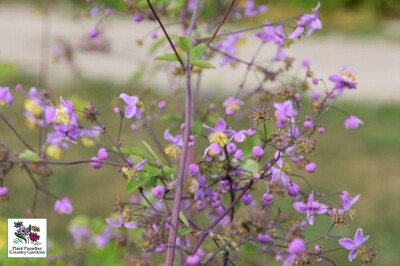 Thalictrum rochebrunianum (meadowrue) Thalictrum rochebrunianum (meadowrue)
