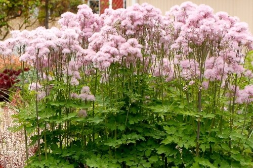 Thalictrum NIBMUS Pink (meadowrue) Thalictrum NIBMUS Pink (meadowrue)