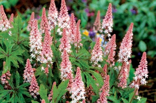 Tiarella ‘Pink Skyrocket’ (foamflower) Tiarella ‘Pink Skyrocket’ (foamflower)