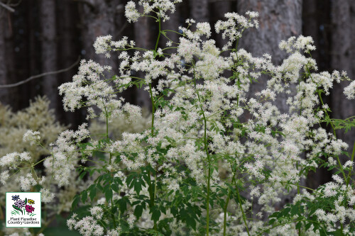 Thalictrum pubescens (tall meadowrue) Thalictrum pubescens (tall meadowrue)