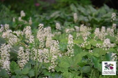 Tiarella cordifolia (foamflower) Tiarella cordifolia (foamflower)