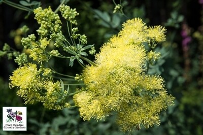Thalictrum flavum ssp. glaucum (yellow meadowrue) Thalictrum flavum ssp. glaucum (yellow meadowrue)
