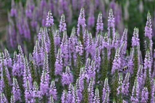 Veronica ‘Lavender Lightsaber’ (spike speedwell) Veronica ‘Lavender Lightsaber’ (spike speedwell)