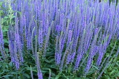 Veronica ‘Blue Skywalker’ (spike speedwell) Veronica ‘Blue Skywalker’ (spike speedwell)