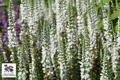 Veronica ‘White Wands’ MAGIC SHOW (Proven Winners spike speedwell) Veronica ‘White Wands’ MAGIC SHOW (Proven Winners spike speedwell)