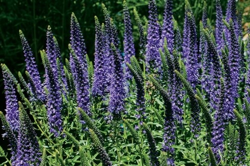 Veronica ‘Venture Blue’ (spike speedwell) Veronica ‘Venture Blue’ (spike speedwell)