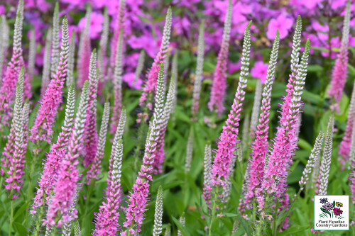 Veronica 'Perfectly Picasso’ (spike speedwell) Veronica 'Perfectly Picasso’ (spike speedwell)