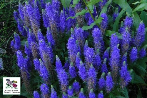 Veronica ‘Royal Candles’ (spike speedwell) Veronica ‘Royal Candles’ (spike speedwell)