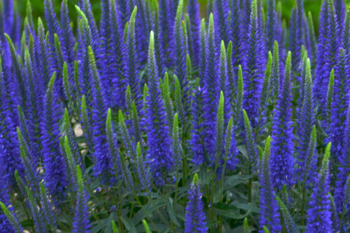 Veronica MAGIC SHOW ‘Wizard of Ahhs’ (Proven Winners) Veronica MAGIC SHOW ‘Wizard of Ahhs’ (Proven Winners)