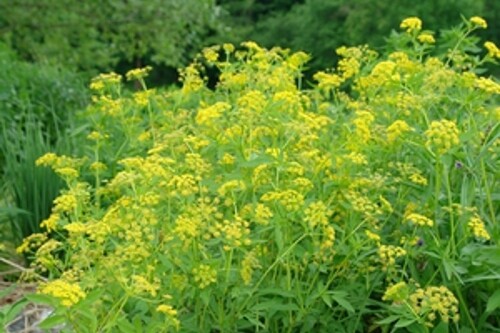 Zizia aurea (golden alexander) Zizia aurea (golden alexander)