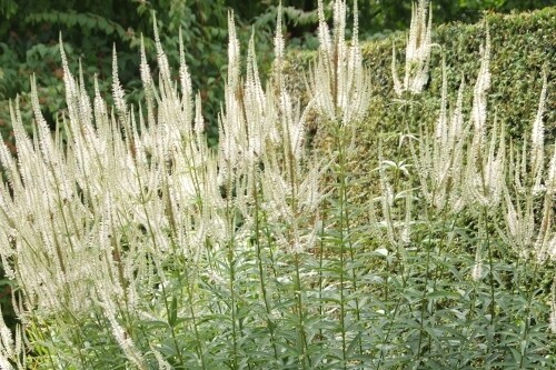 Veronicastrum virginicum (Culver's Root) Veronicastrum virginicum (Culver's Root)