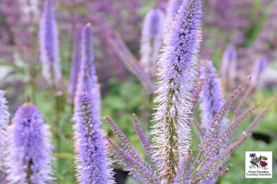 Veronicastrum virginicum 'Cupid' (Culver's Root) Veronicastrum virginicum 'Cupid' (Culver's Root)