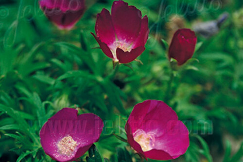 Callirhoe involucrata (Poppy Mallow, Wine Cups) Callirhoe involucrata (Poppy Mallow, Wine Cups)