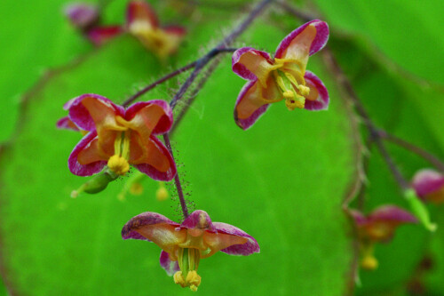 Epimedium rubrum (barrenwort) Epimedium rubrum (barrenwort)