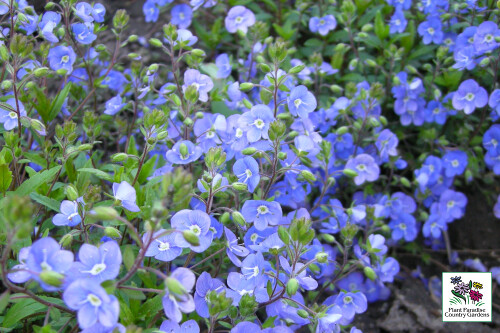 Veronica ‘Waterberry Blue’ (creeping speedwell) Veronica ‘Waterberry Blue’ (creeping speedwell)