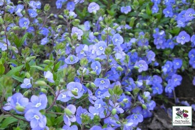 Veronica ‘Waterberry Blue’ (creeping speedwell) Veronica ‘Waterberry Blue’ (creeping speedwell)