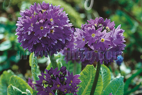 Primula denticulata 'Blue Selection' (drumstick primrose) Primula denticulata 'Blue Selection' (drumstick primrose)