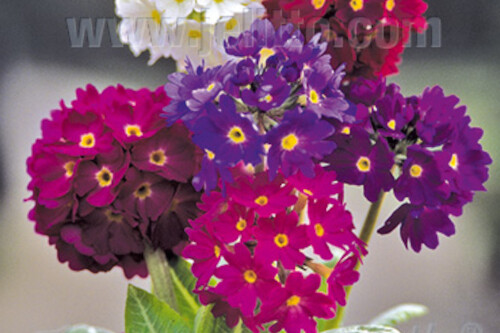 Primula denticulata Ronsdorf-Hybrids (Nepal Mix of drumstick primrose) Primula denticulata Ronsdorf-Hybrids (Nepal Mix of drumstick primrose)