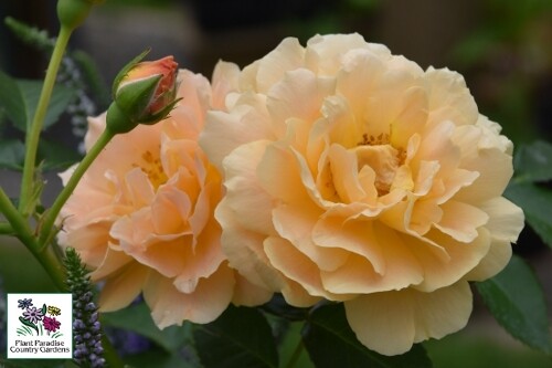 Rose 'At Last' (Proven Winners) Rose 'At Last' (Proven Winners)