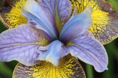 Iris sibirica Peacock Butterfly 'Uncorked'