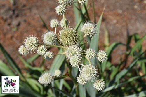 Eryngium yuccifolium (rattlesnake master) Eryngium yuccifolium (rattlesnake master)