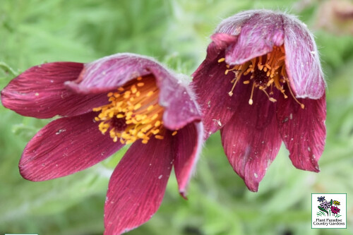 Pulsatilla vulgaris 'Rote Glocke' (‘Red Bells’ pasque flower) Pulsatilla vulgaris 'Rote Glocke' (‘Red Bells’ pasque flower)