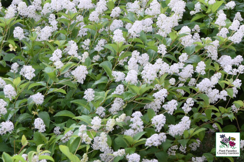 Ceanothus americanus (New Jersey Tea Shrub) Ceanothus americanus (New Jersey Tea Shrub)