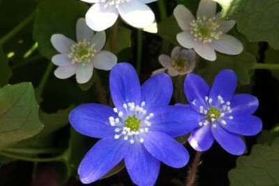 Hepatica americana (round-lobed liverwort) Hepatica americana (round-lobed liverwort)