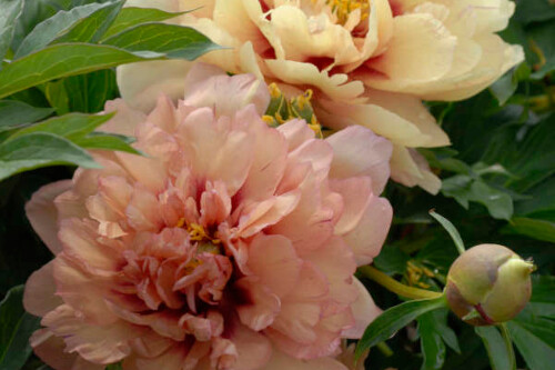 Paeonia 'Kopper Kettle' (Intersectional Peony) Paeonia 'Kopper Kettle' (Intersectional Peony)