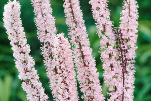 Actaea simplex ‘Pink Spike’ (Bugbane, Cimicifuga)