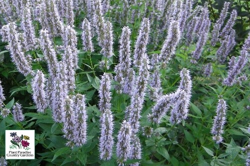 Agastache foeniculum (anise hyssop) Agastache foeniculum (anise hyssop)