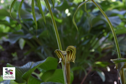 Arisaema consanguineum (Himaylan Cobra Lily) Jack-in-the-Pulpit Arisaema consanguineum (Himaylan Cobra Lily) Jack-in-the-Pulpit