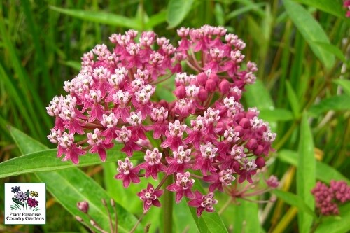 Asclepias incarnata (swamp milkweed) Asclepias incarnata (swamp milkweed)