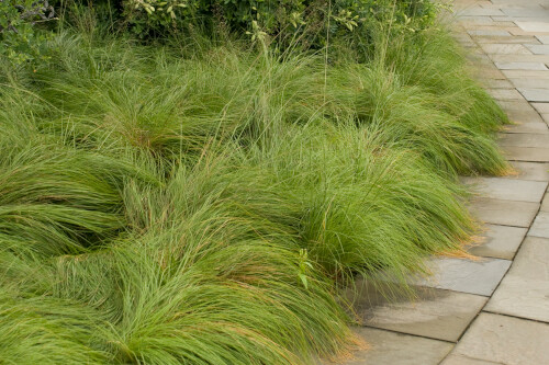 Grass- Sporobolus heterolepis (Prairie Dropseed) Grass- Sporobolus heterolepis (Prairie Dropseed)