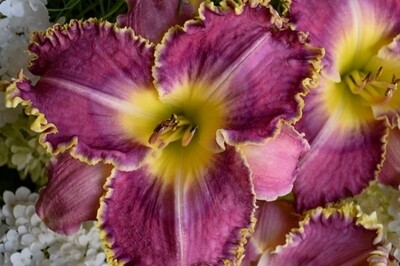 Hemerocallis 'Raspberry Eclipse' (daylily) Hemerocallis 'Raspberry Eclipse' (daylily)