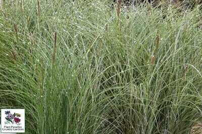 Grass - Miscanthus sinensis ‘Morning Light’ Grass - Miscanthus sinensis ‘Morning Light’