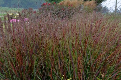 Grass - Panicum ‘Cheyenne Sky’ PRAIRIE WINDS Collection (Proven Winners) Grass - Panicum ‘Cheyenne Sky’ PRAIRIE WINDS Collection (Proven Winners)