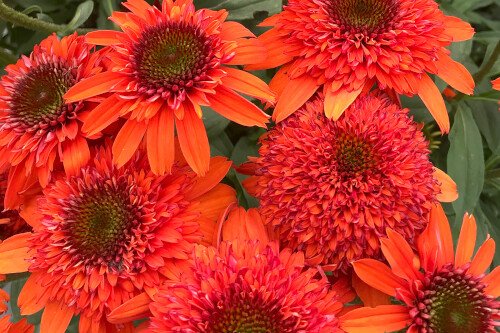 Echinacea 'Moab Sunset' (coneflower) Echinacea 'Moab Sunset' (coneflower)
