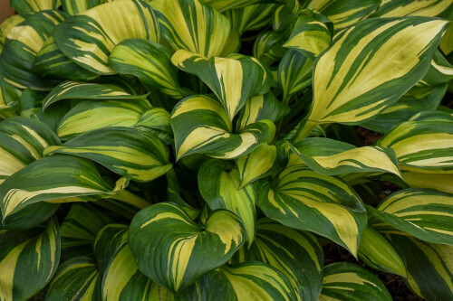 Hosta 'Rainbow's End' Hosta 'Rainbow's End'