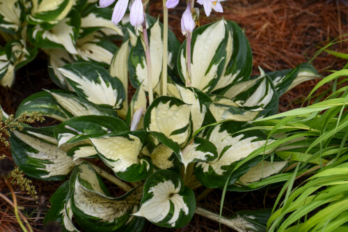 Hosta 'Fire and Ice' Hosta 'Fire and Ice'