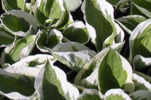 Hosta 'Patriot' Hosta 'Patriot'