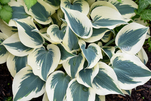 Hosta 'Blue Ivory' Hosta 'Blue Ivory'